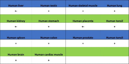 PSME4 Recombinant Rabbit mAb (S-3132-44)