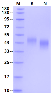 Siglec-3 (R69G) His Tag Protein, Human