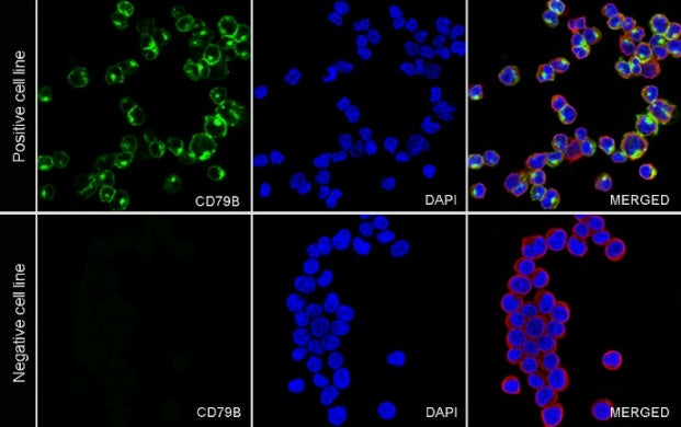 S-RMab® CD79B Recombinant Rabbit mAb (SDT-R513)
