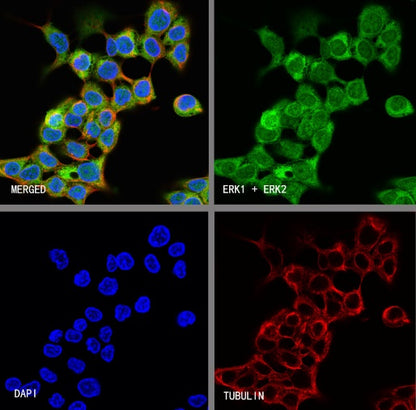 p44/42 MAPK (Erk1/2) Recombinant Rabbit mAb (S-3600)