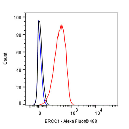 ERCC1 Recombinant Rabbit mAb (SDT-2458-29)