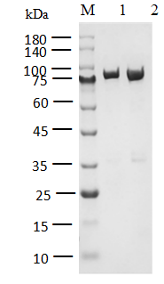 SRC Protein