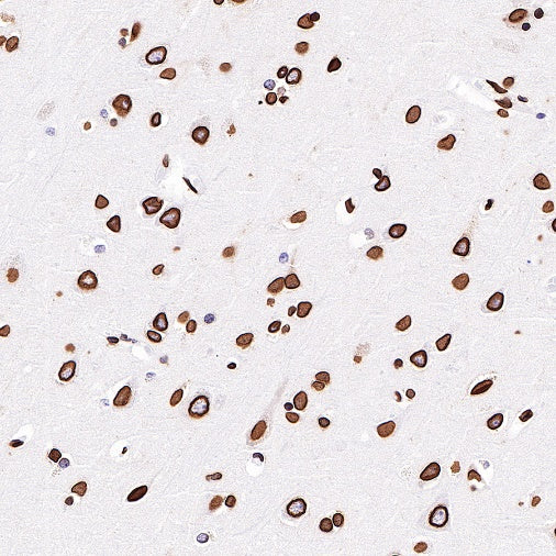 S-RMab®Lamin B2 Recombinant Rabbit mAb (S-951-70)