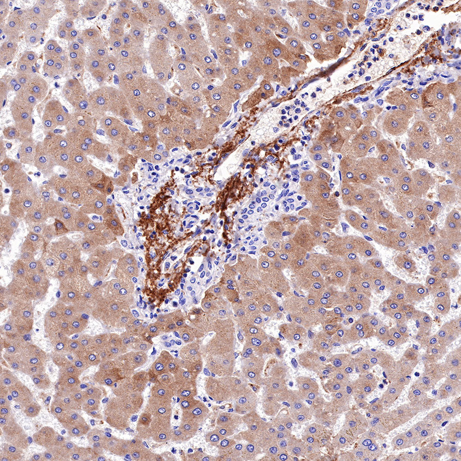 C4d Recombinant Rabbit mAb (SDT-330-2)