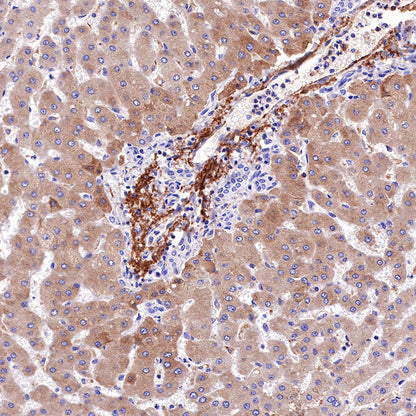 C4d Recombinant Rabbit mAb (SDT-330-2)