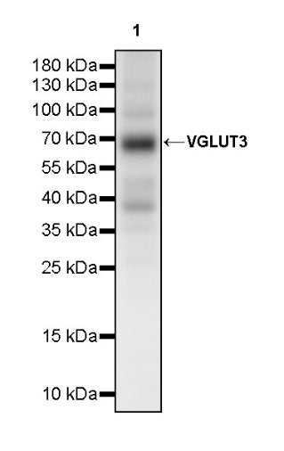 VGLUT3 Recombinant Rabbit mAb (S-2430-26)