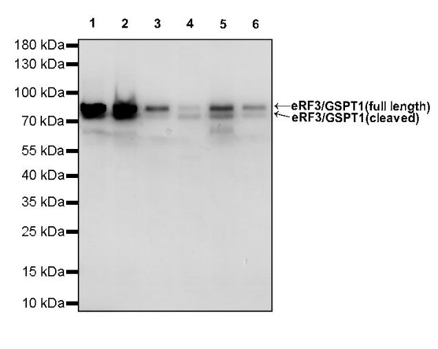 eRF3/GSPT1 Recombinant Rabbit mAb (S-R325)