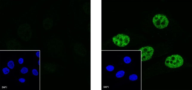 RNA polymerase II CTD repeat YSPTSPS (phosphor S2) Recombinant Rat mAb (S-R199)