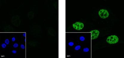RNA polymerase II CTD repeat YSPTSPS (phosphor S2) Recombinant Rat mAb (S-R199)