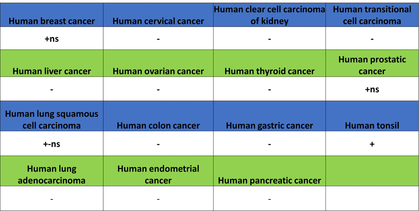 CD1c Recombinant Rabbit mAb (S-5242)
