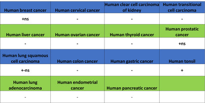 CD1c Recombinant Rabbit mAb (S-5242)