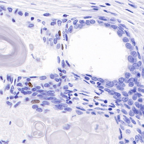 Ki67 Mouse mAb (SDT-606-33)