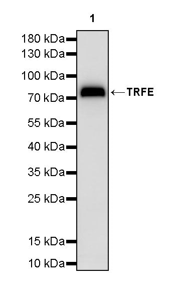 TRFE Rabbit Polyclonal Antibody