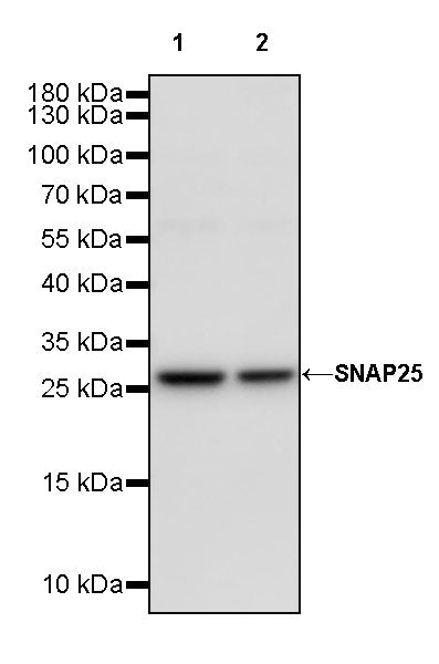 SNAP25 Recombinant Rabbit mAb (S-1828-67)