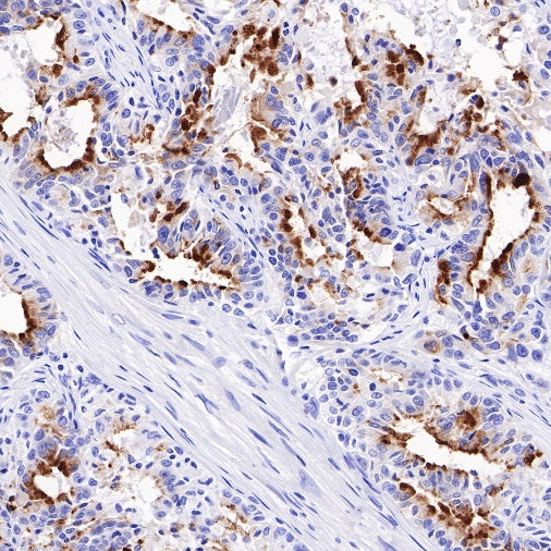 Spink1 Recombinant Rabbit mAb (S-R249)