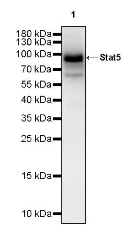 Stat5 Recombinant Rabbit mAb (S-2823-24)