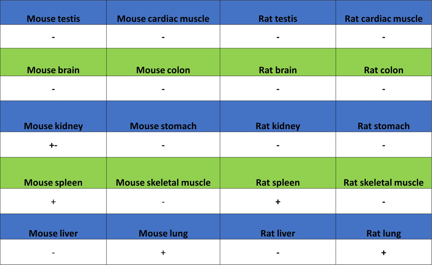 MMP-8 Recombinant Rabbit mAb (S-5674)