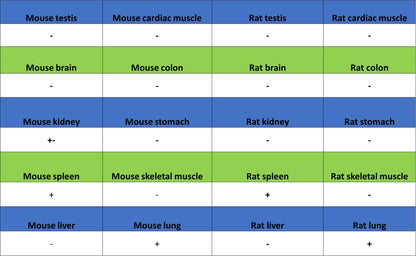 MMP-8 Recombinant Rabbit mAb (S-5674)
