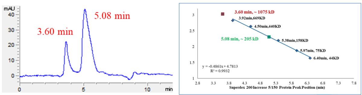 CDK13 Protein, Human