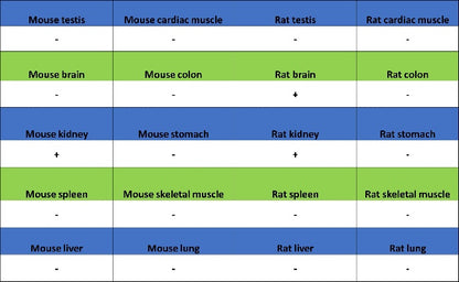 TRPV4 Recombinant Rabbit mAb (S-1746-65)