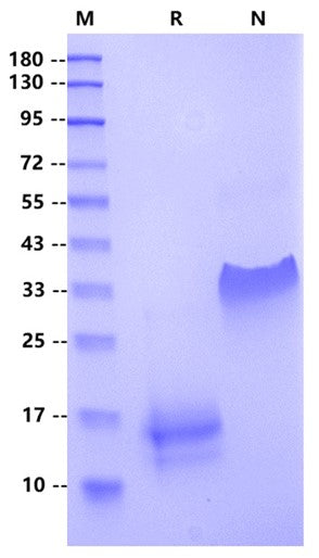 PDGF-BB Protein, Human