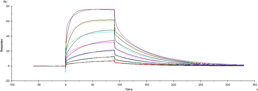 Fc γ RIIIa/CD16a(V176) His Tag Protein, Human