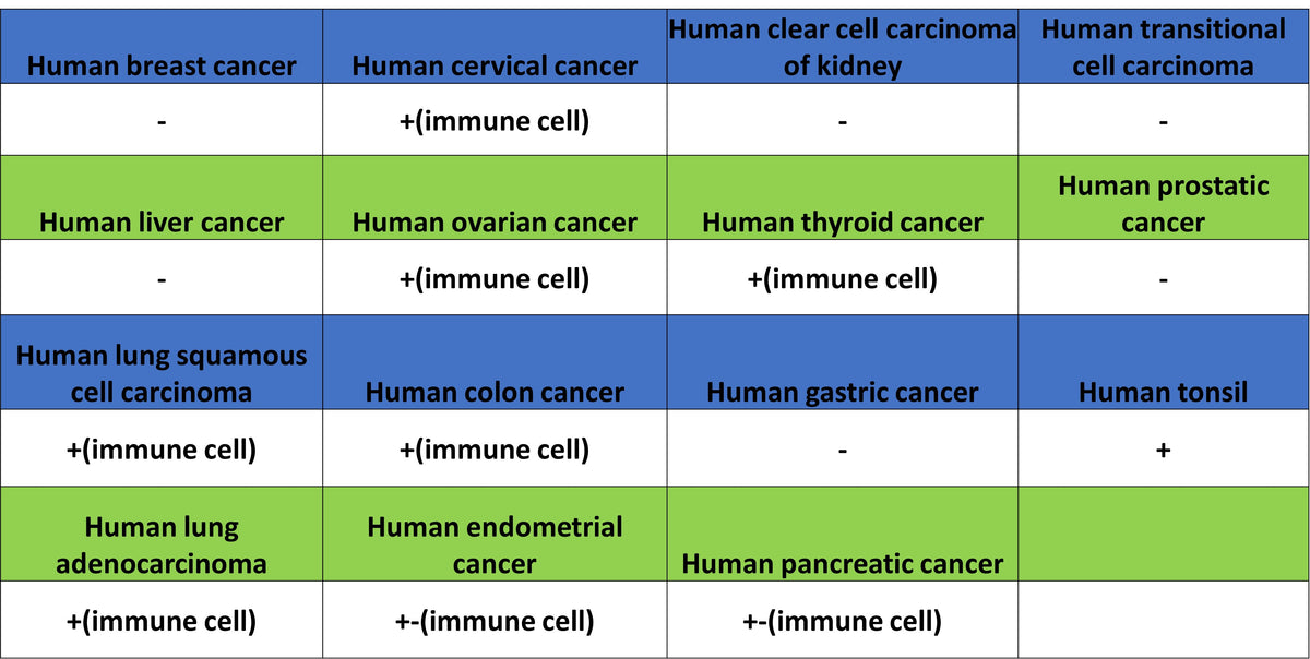 CD86 Recombinant Rabbit mAb (S-6175)