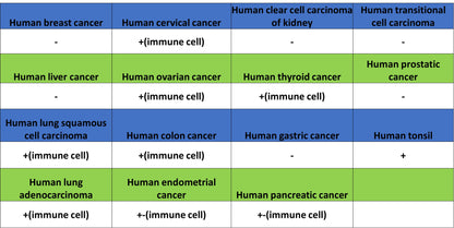 CD86 Recombinant Rabbit mAb (S-6175)