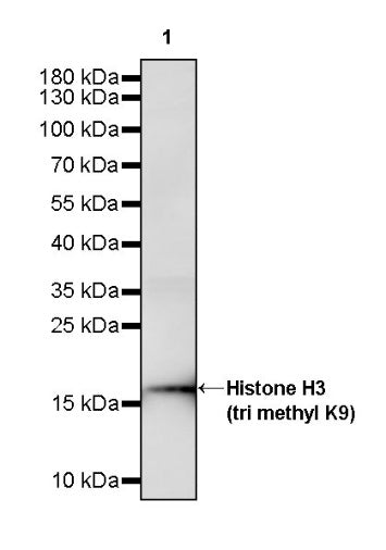 Histone H3 (tri methyl K9) Recombinant Rabbit mAb (S-3826)