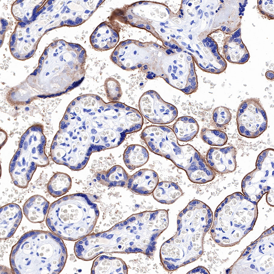 PD-L1 Recombinant Rabbit mAb,PBS Only (SDT-R017)