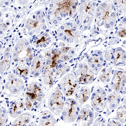 MUC1/EMA Mouse mAb (SDT-777-37)