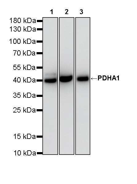 PDHA1 Recombinant Rabbit mAb
