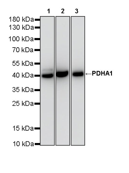 PDHA1 Recombinant Rabbit mAb