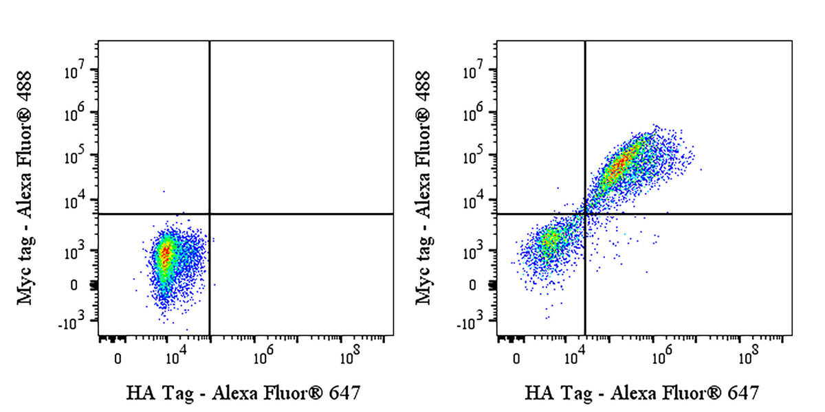 HA Tag Recombinant Rabbit mAb (Alexa Fluor® 647 Conjugate) (S-4144)
