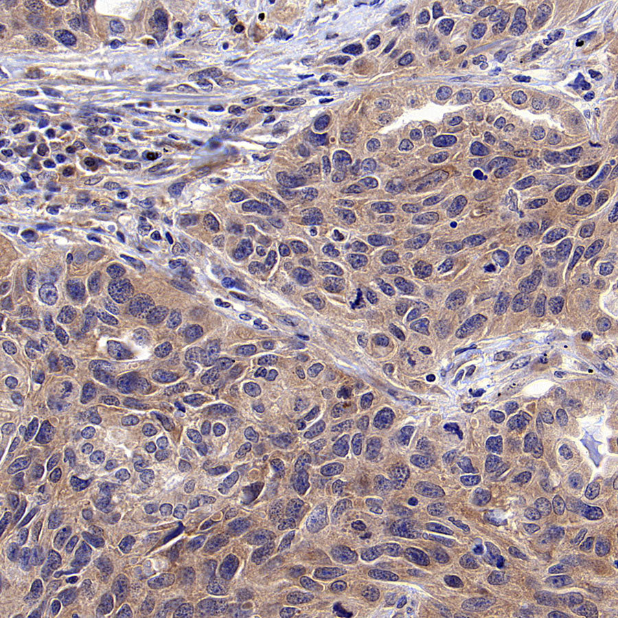 eIF3G Rabbit Polyclonal Antibody