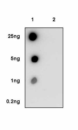 Phospho-eIF4E (Ser209) Recombinant Rabbit mAb (S-2652-195)