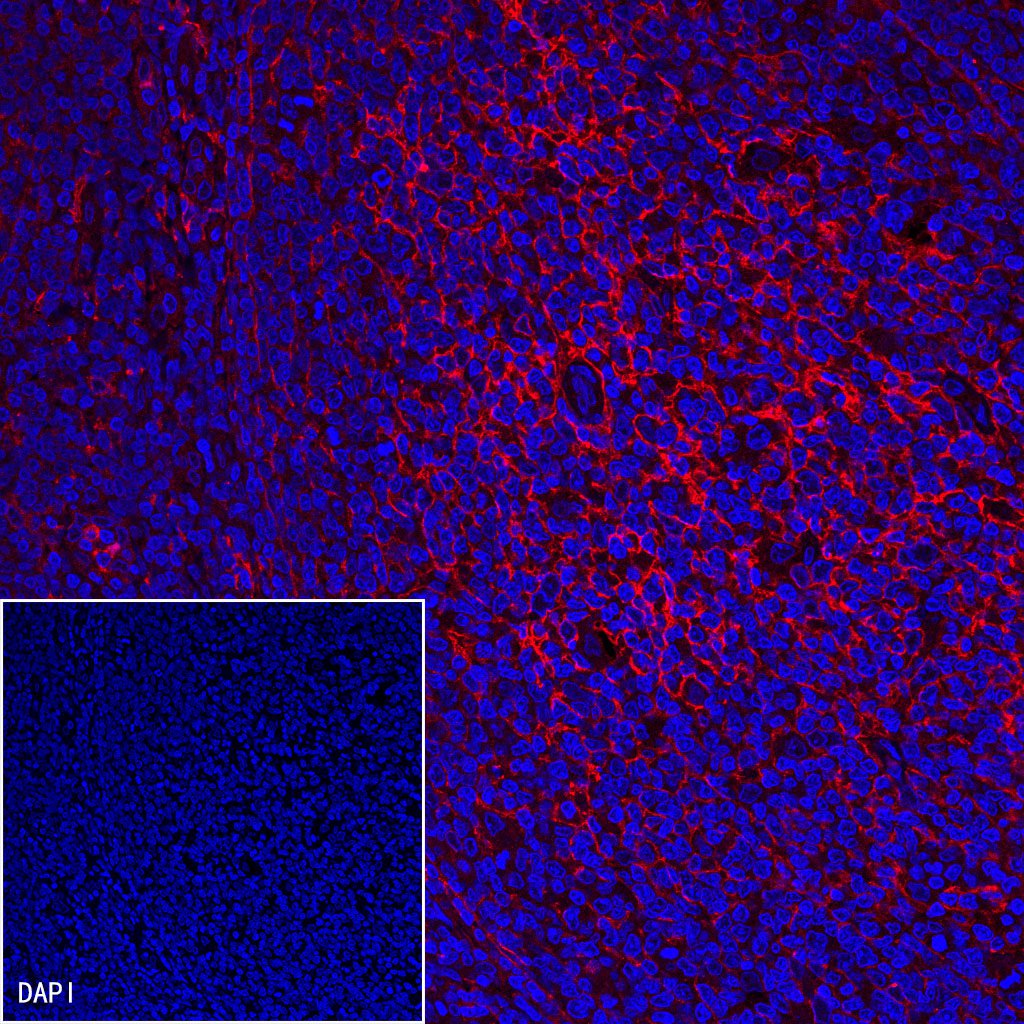 CD14 Mouse mAb (SDT-411-1)