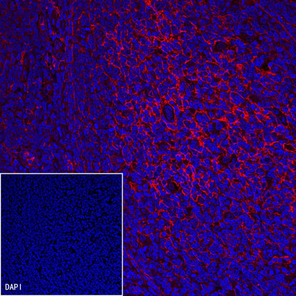CD14 Mouse mAb (SDT-411-1)