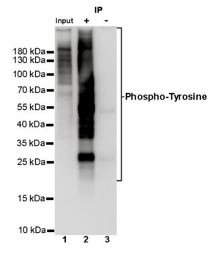 Phosphotyrosine Rabbit mAb (S-R207)