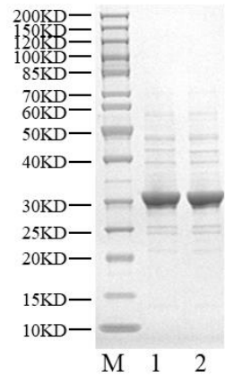 ROS1 Protein, Human