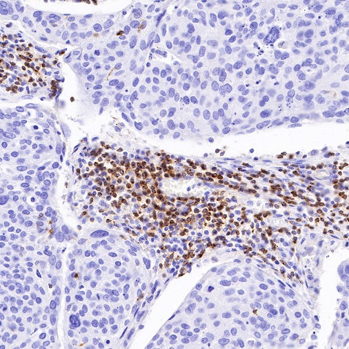 CD2 Recombinant Rabbit mAb (SDT-R261)