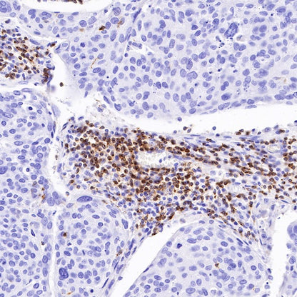 CD2 Recombinant Rabbit mAb (SDT-R261)