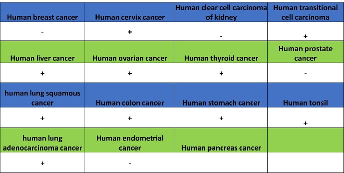 Claudin 1 Recombinant Rabbit mAb (SDT-1289-55)