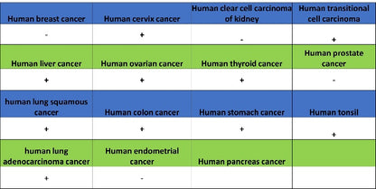 Claudin 1 Recombinant Rabbit mAb (SDT-1289-55)