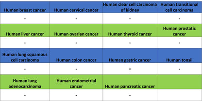POU2F3 Recombinant Rabbit mAb (S-5525)