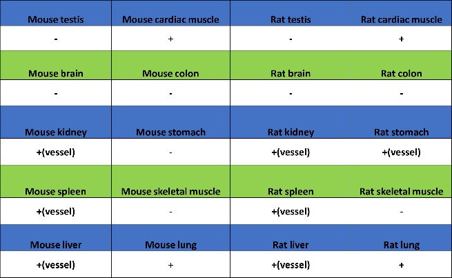 VE-Cadherin Recombinant Rabbit mAb (S-1291-239)