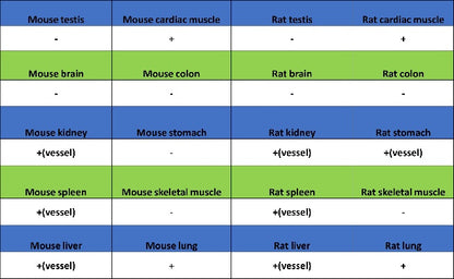 VE-Cadherin Recombinant Rabbit mAb (S-1291-239)