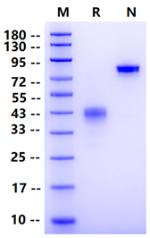 Biotinylated BCMA/TNFRSF17 Fc&Avi Tag Protein, Human
