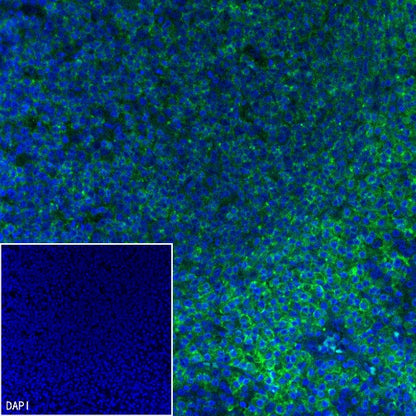 CD352/SLAM6 Recombinant Rabbit mAb (SDT-2472-77)