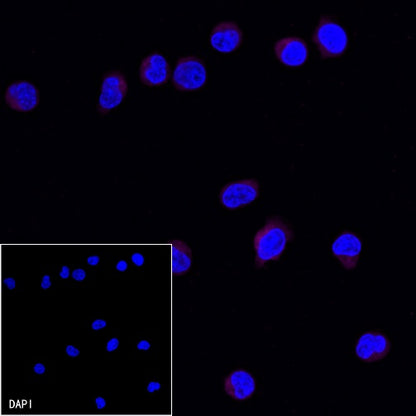 CD99 Recombinant Rabbit mAb (Alexa Fluor® 647 Conjugate) (S-R122)